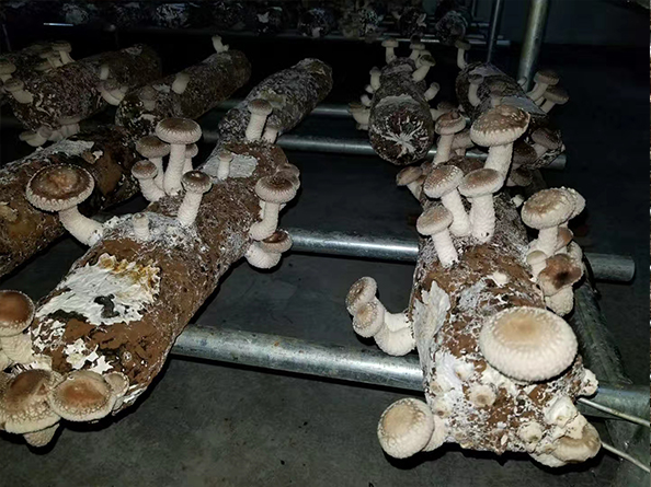 臺灣菌鮑菇培育多功能冷庫